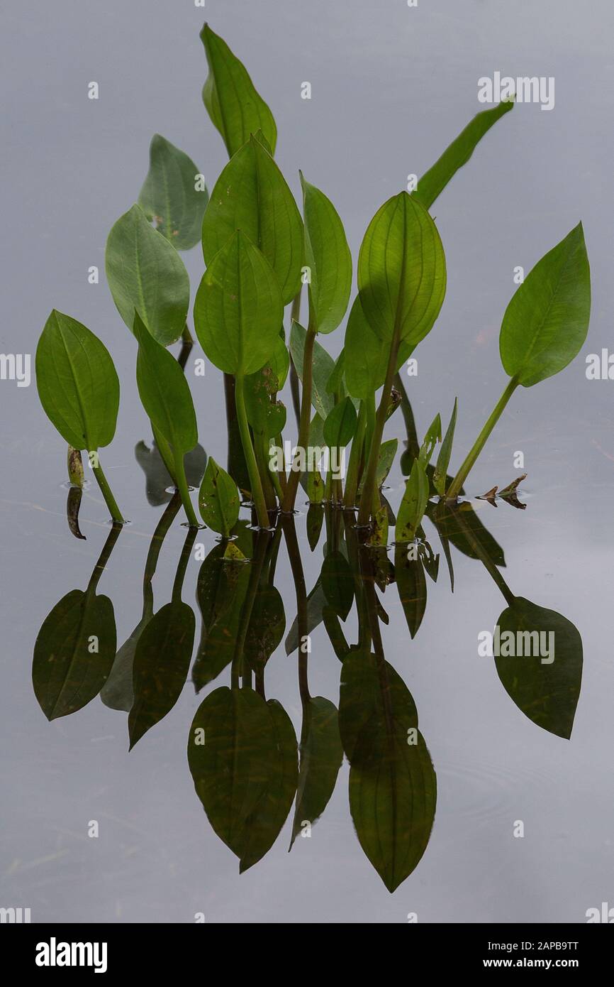 Water Plantain plant (Alisma plantago-aquatica) and reflection in high key style Stock Photo