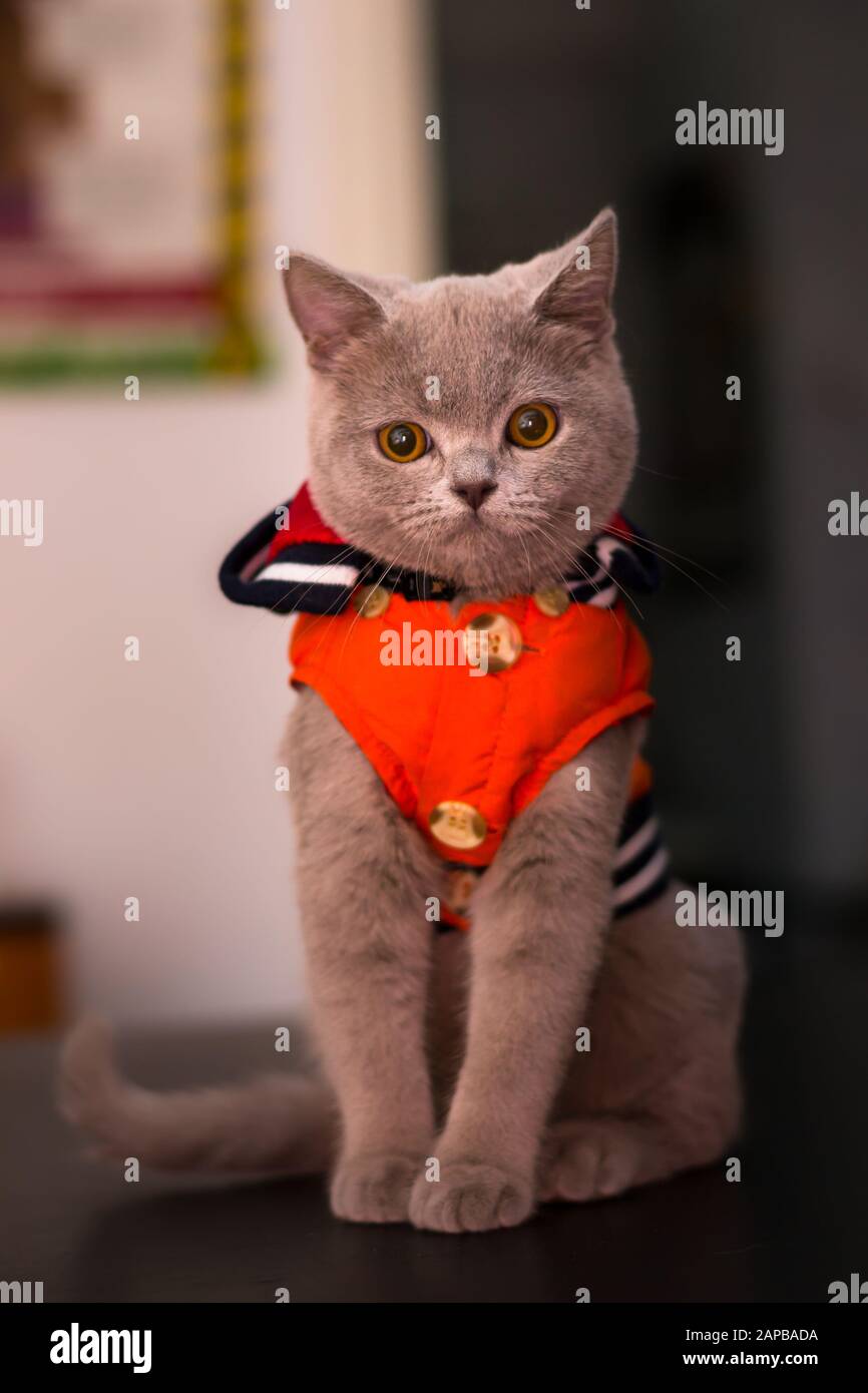 british shorthair kitten with orange coat at the veterinary clinic Stock Photo