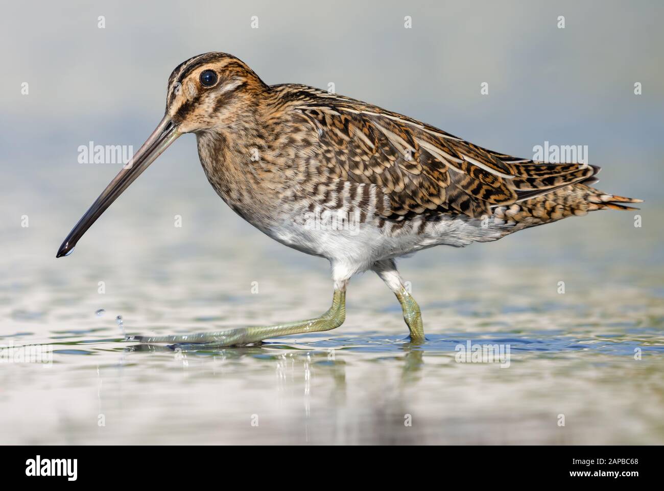 Tight shot of Common snipe walking on water shore border in bright sunny day Stock Photo