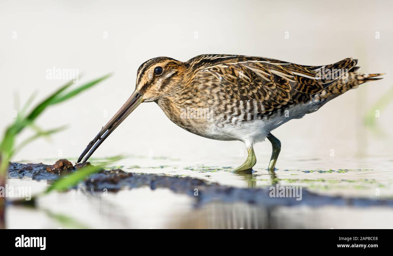 Common snipe probes water and ground near a shore with his beak in search of food in summer Stock Photo