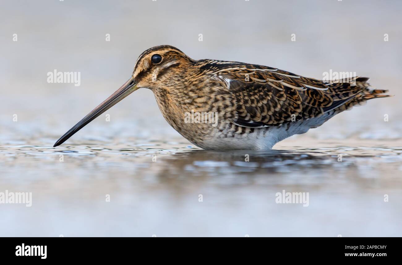 Adult Common snipe posing in deep waters of small pond in breeding season Stock Photo