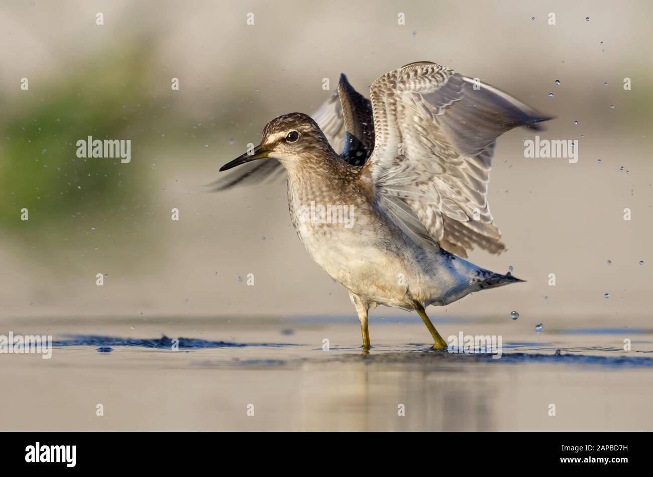 Wood Sandpiper wades in light water with risen wings Stock Photo