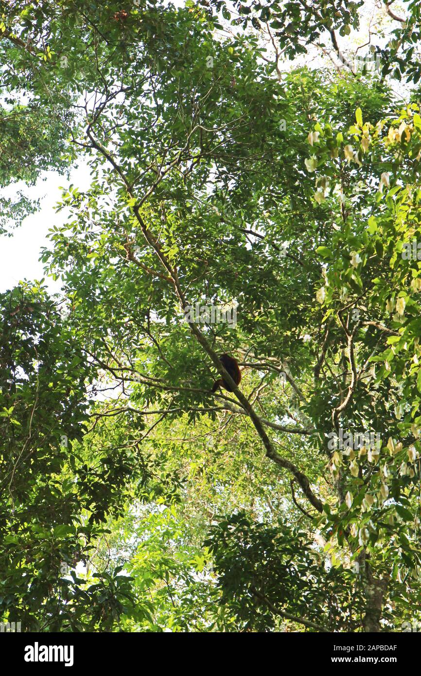 A Red Howler Monkey in the tree canopy of the Amazon Rainforest in Tambopata, Peru Stock Photo