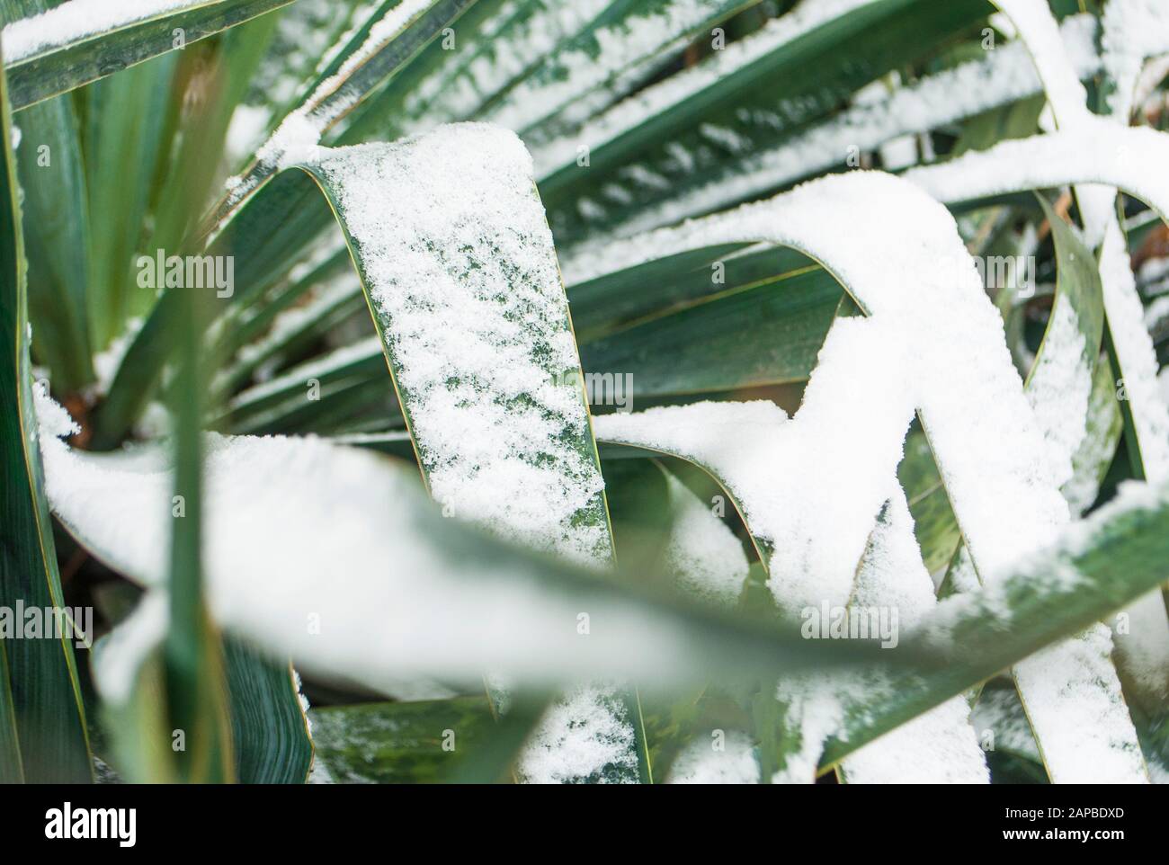 Close up of yucca leaves with thorns covered with snow. Stock Photo