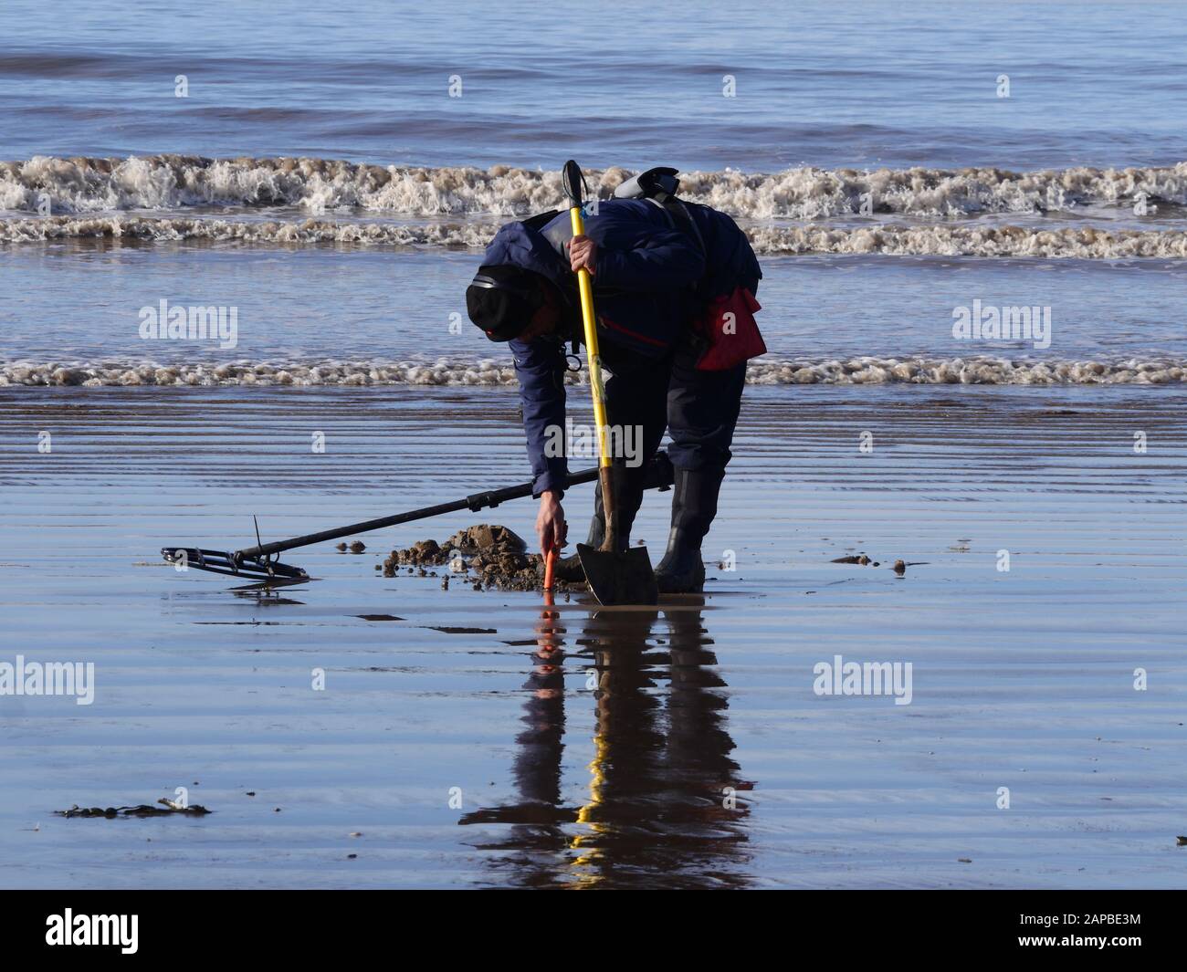 Metal Detecting on a Somerset beach in UK Stock Photo Alamy