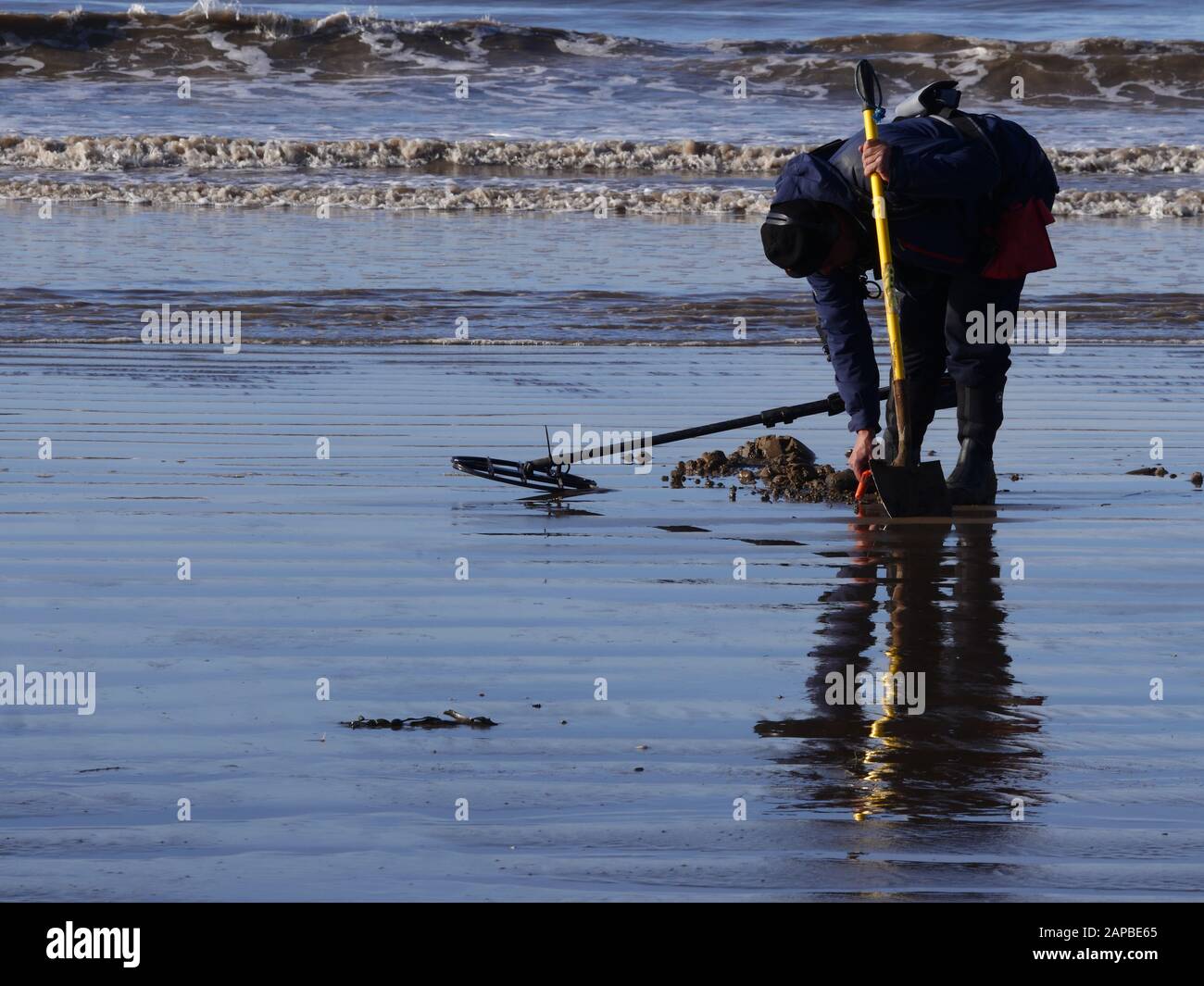 Metal Detecting on a Somerset beach in UK Stock Photo Alamy