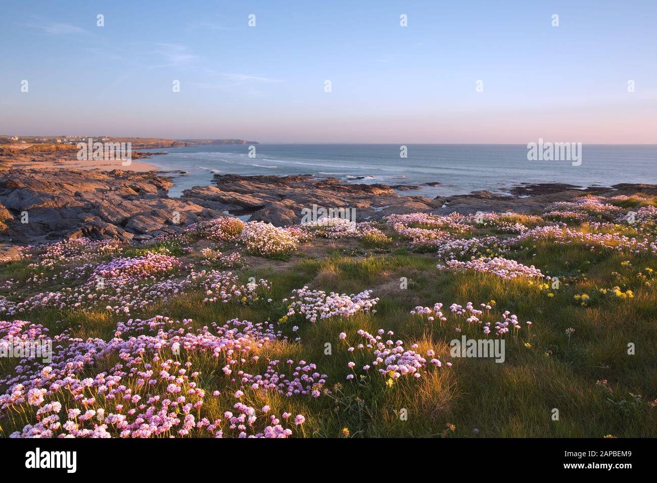 Sea thrift in full flower at Booby's Bay Cornwall Stock Photo
