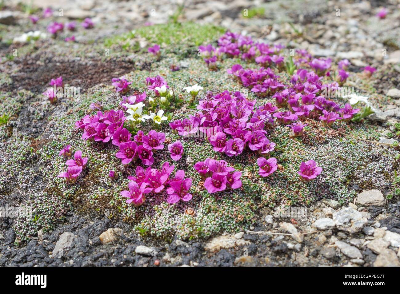 Saxifraga oppositifolia subsp. rudolphiana. Alpine flora of Kodnitztal valley in the Glocknergruppe. Austrian Alps. Europe. Stock Photo