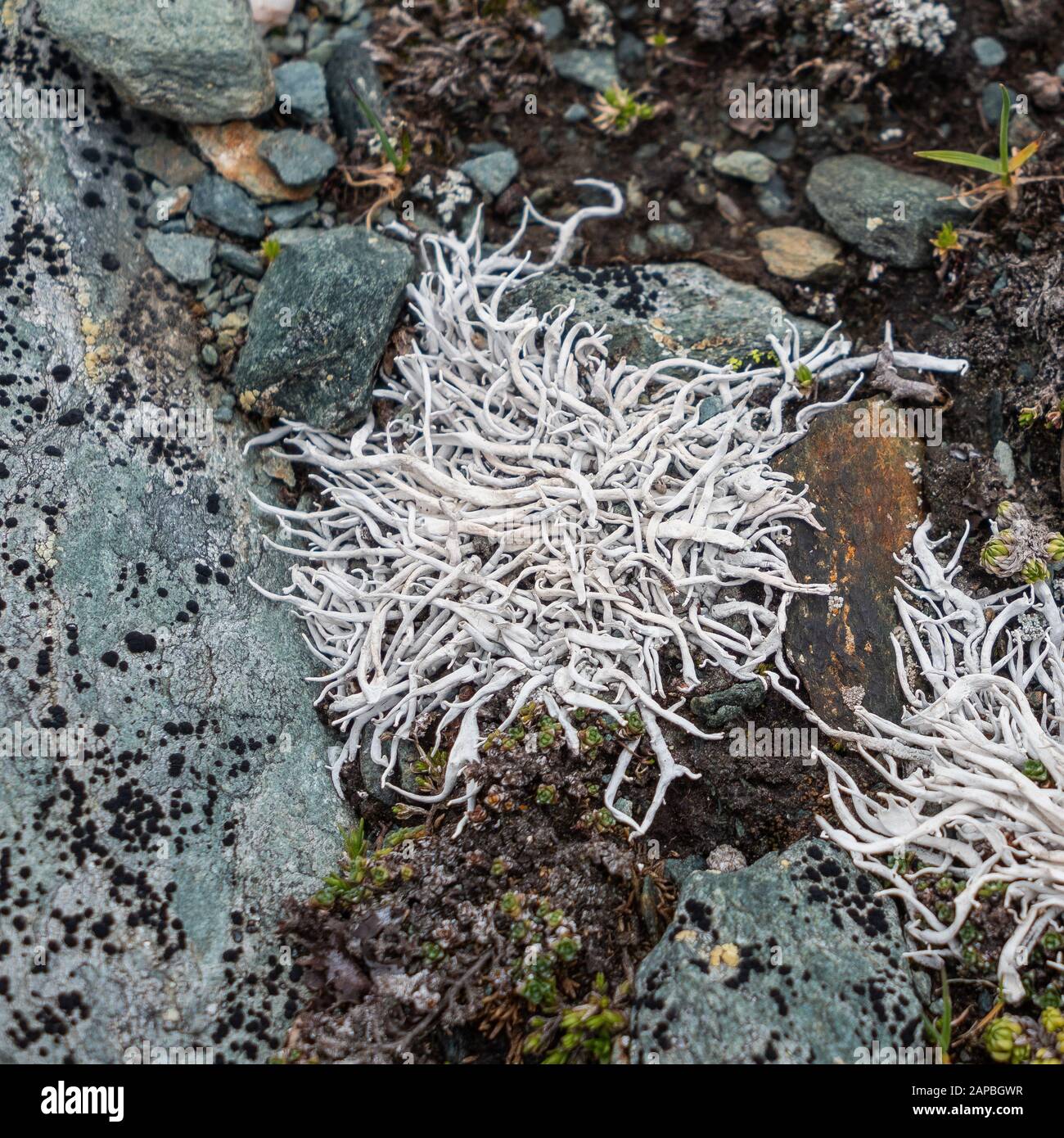 Lichens. Nature of Glocknergruppe. Hohe Tauern National Park. Austrian Alps. Stock Photo