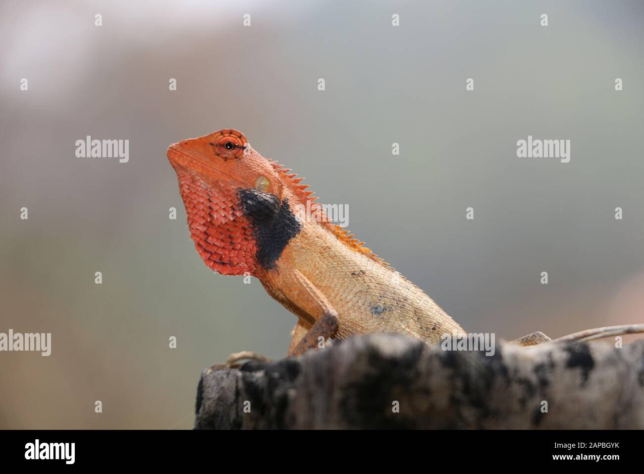 small lizard on a tree in Nepal Stock Photo