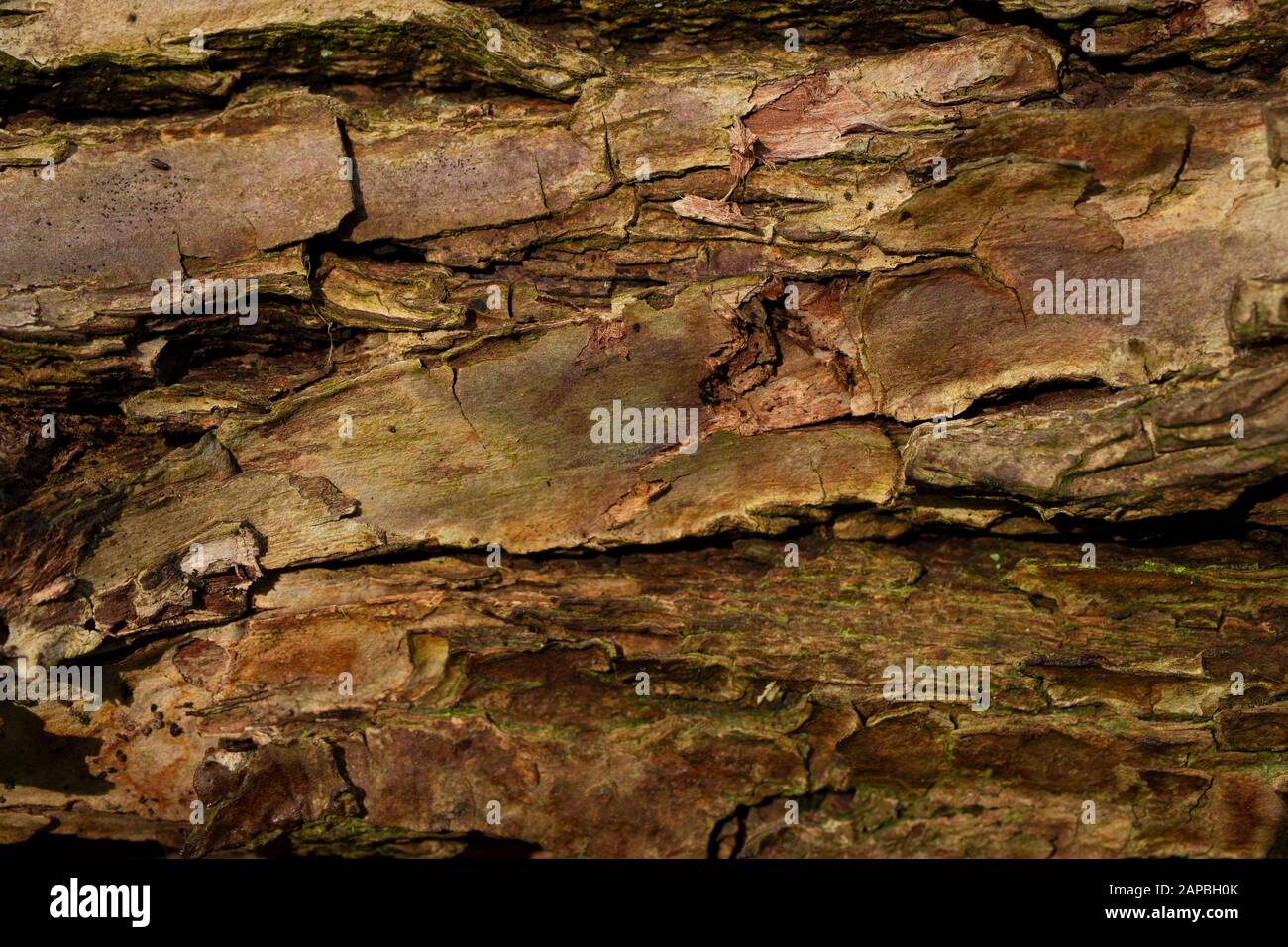 brown tree bark with a great structure as background Stock Photo Alamy