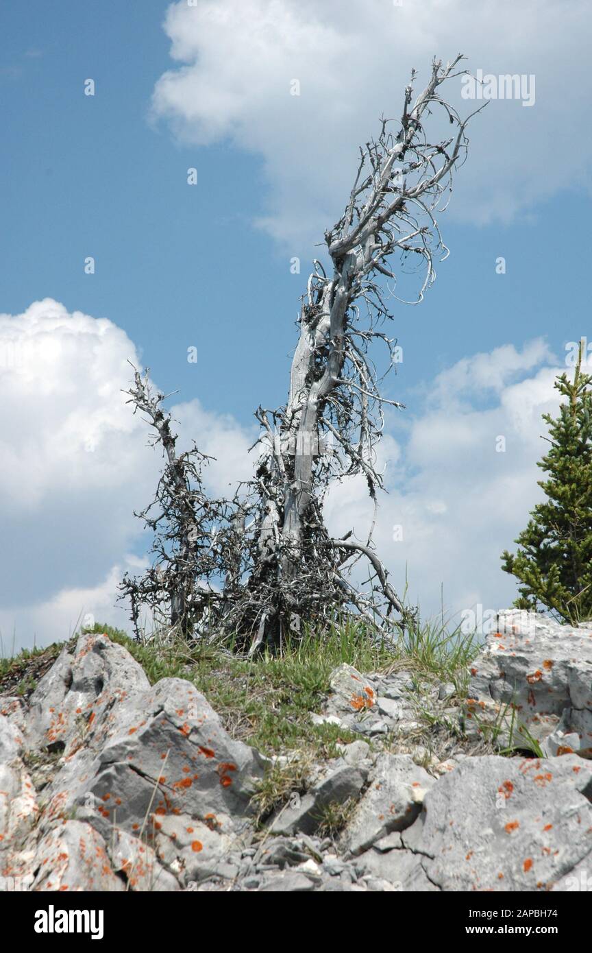 The weathered remains of a pine tree stands on top of a mountain cliff ...