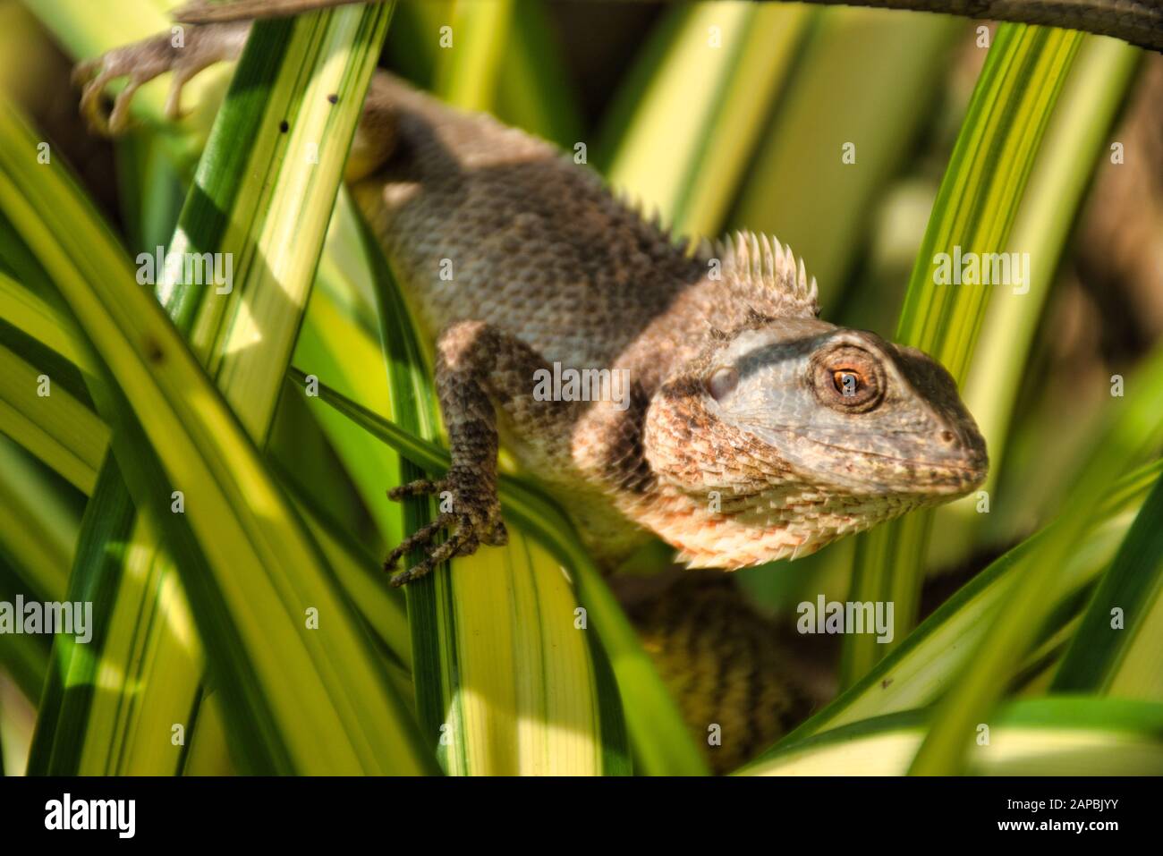 Oriental garden lizard (Calotes versicolor) in Kanchanaburi, Thailand. It is an agamid lizard found widely distributed in Indomalaya Stock Photo