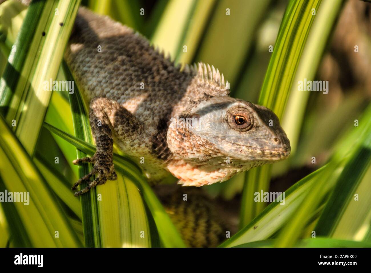 Oriental garden lizard (Calotes versicolor) in Kanchanaburi, Thailand. It is an agamid lizard found widely distributed in Indomalaya Stock Photo