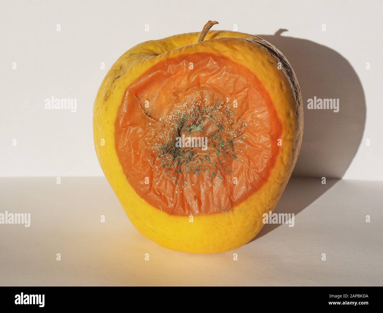 Pretty Mold Rotten mold mildew fungi on a rotten apple Stock Photo - Alamy