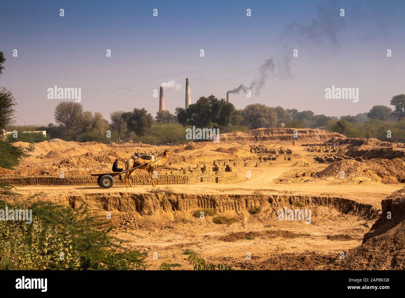 India, Rajasthan, Shekhawati, Bikaner, Gajner, brickworks, empty camel cart on road to kiln to load with bricks Stock Photo
