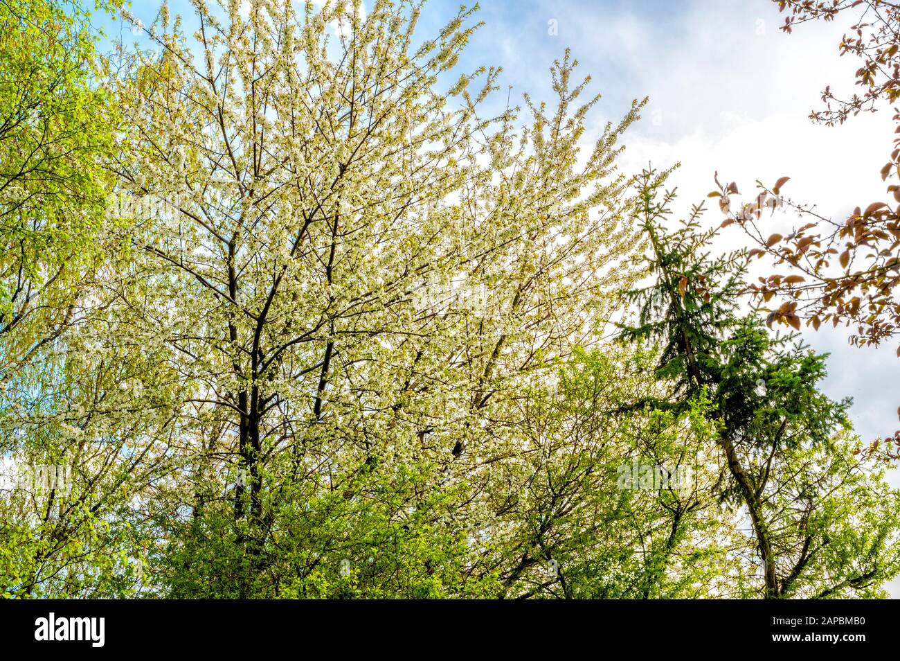 Blooming trees in spring; blühende Obstbäume im Frühling Stock Photo