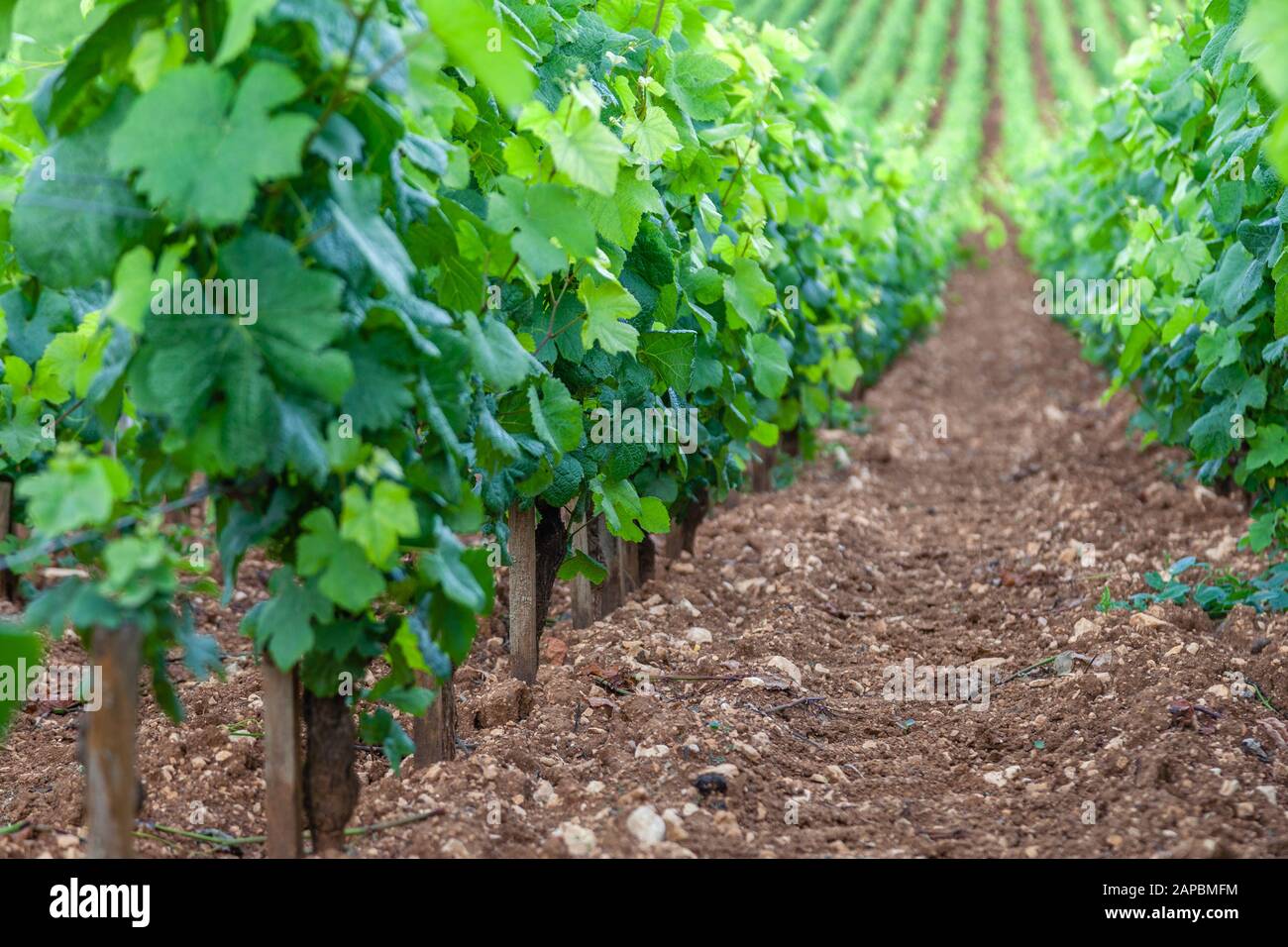 Vineyard soil limestone hi-res stock photography and images - Alamy