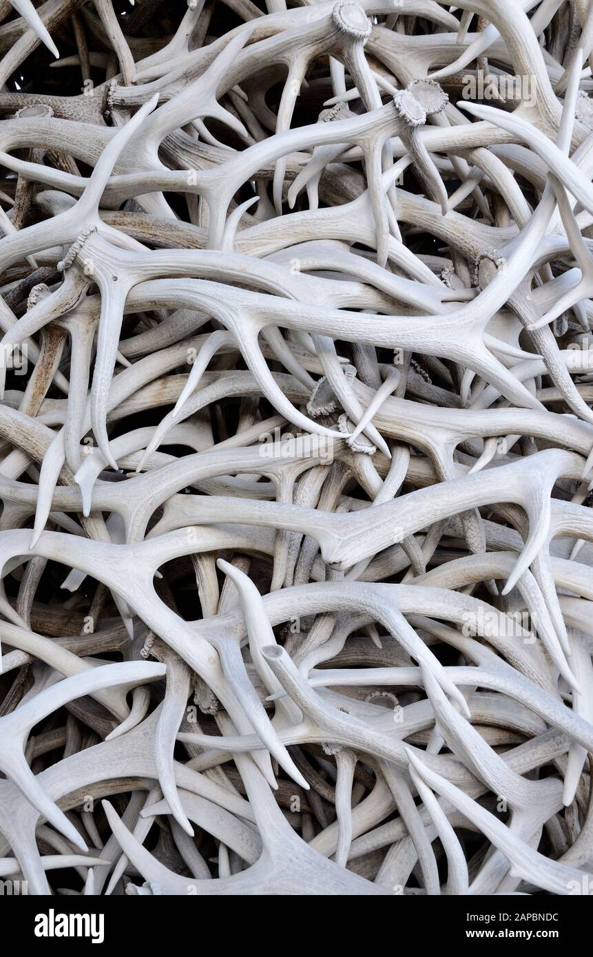 Large pile of Elk antlers. Graphic resource for background Stock Photo