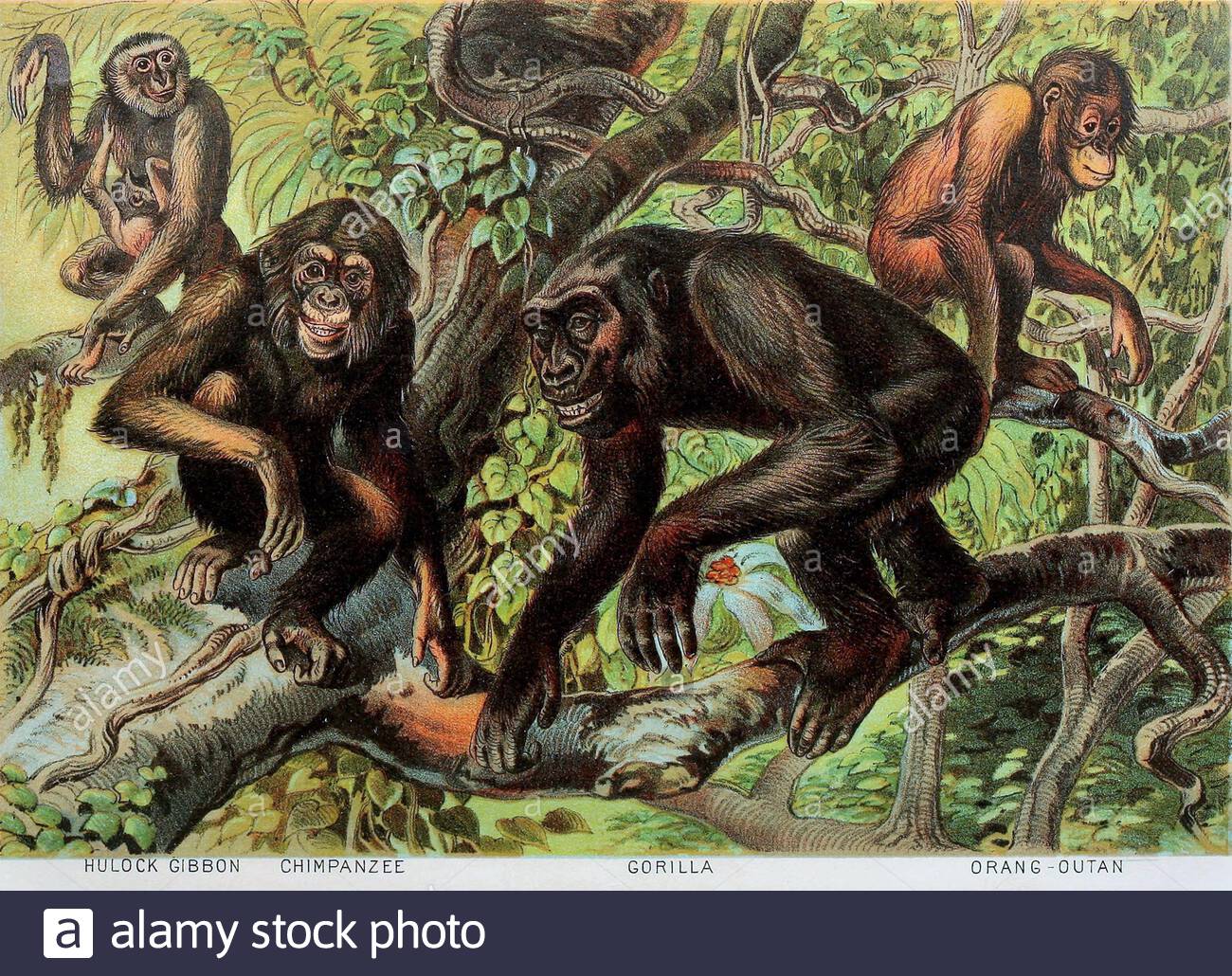 Hulock Hulock Gibbon, Chimpanzee, Gorilla, Orangutans, vintage colour ...