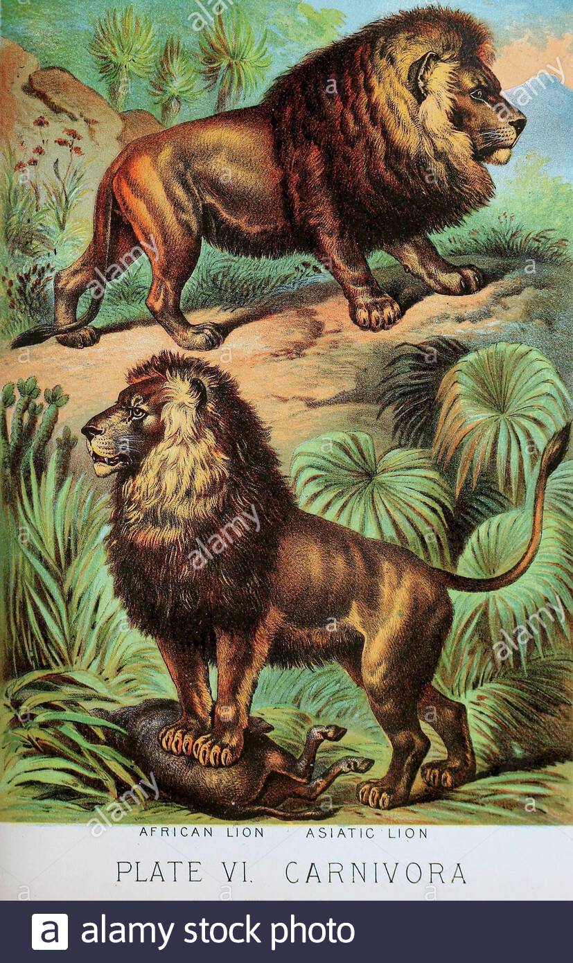 African lion, Asiatic lion, vintage colour lithograph illustration from 1880 Stock Photo