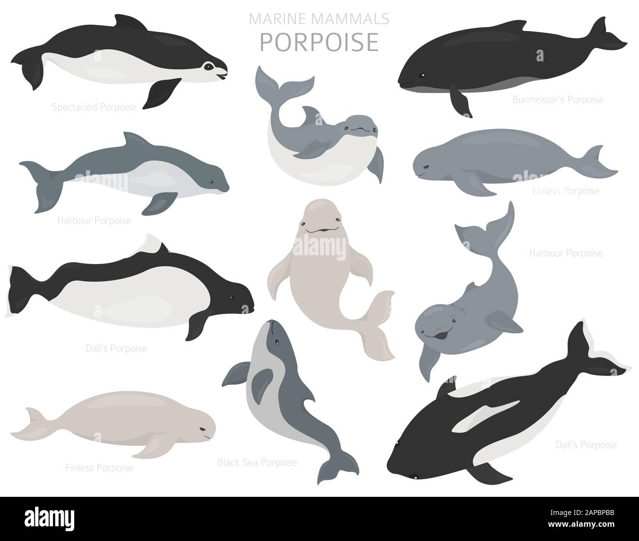 Marine mammals collection. Different porpoises set. Cartoon flat style design. Vector illustration Stock Vector