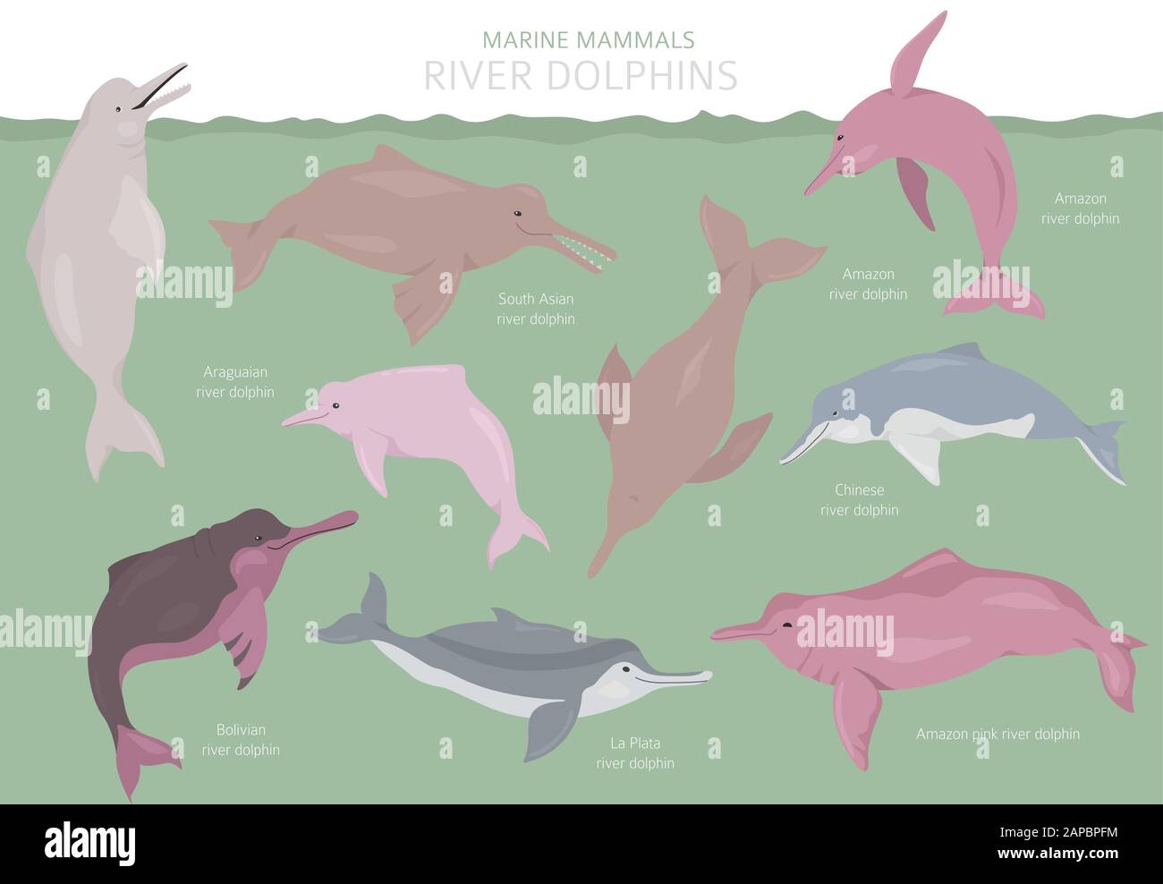 River dolphins set. Marine mammals collection. Cartoon flat style