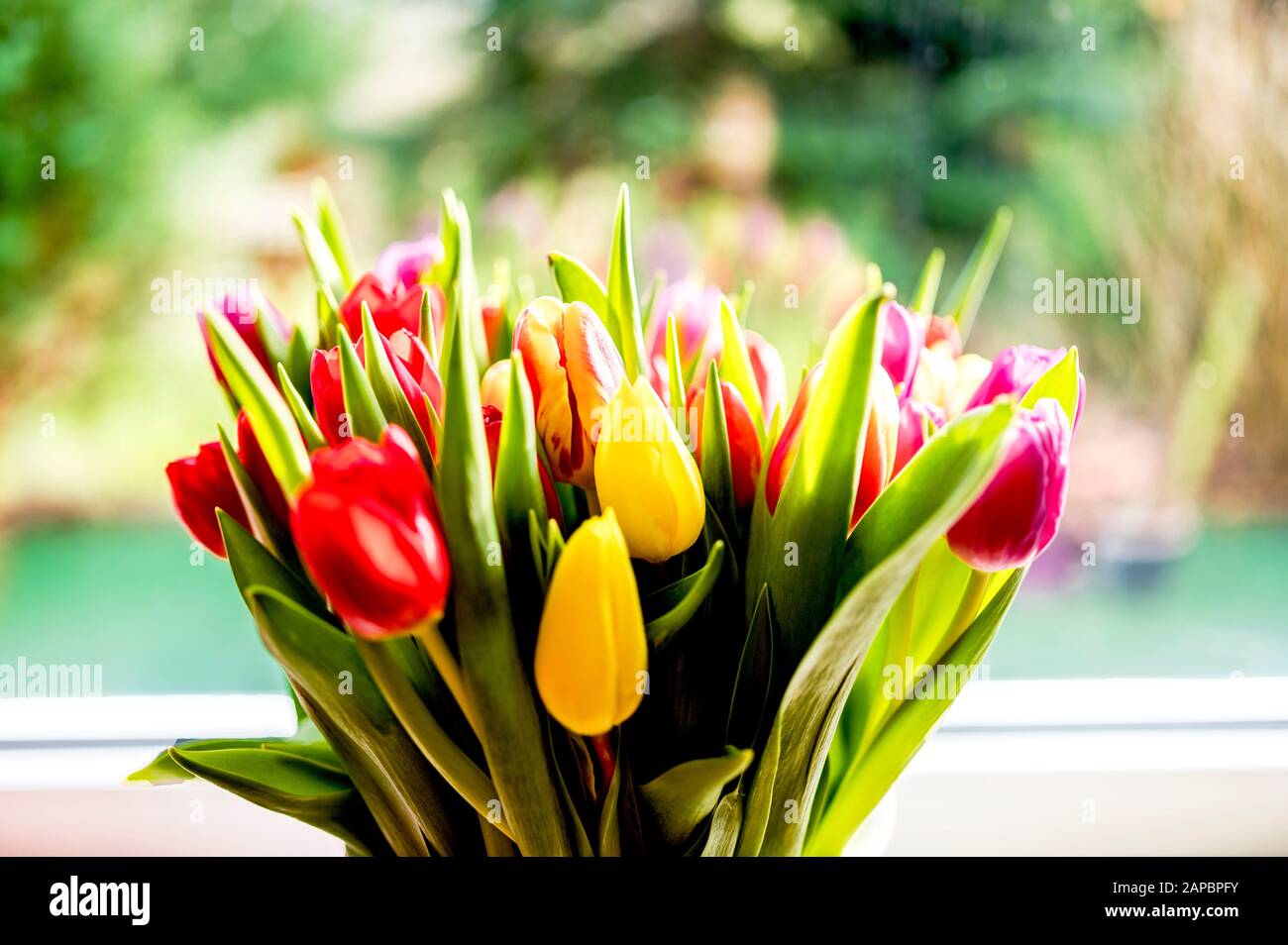 Colourful bunch of tulips; bunter Tulpenstrauß Stock Photo