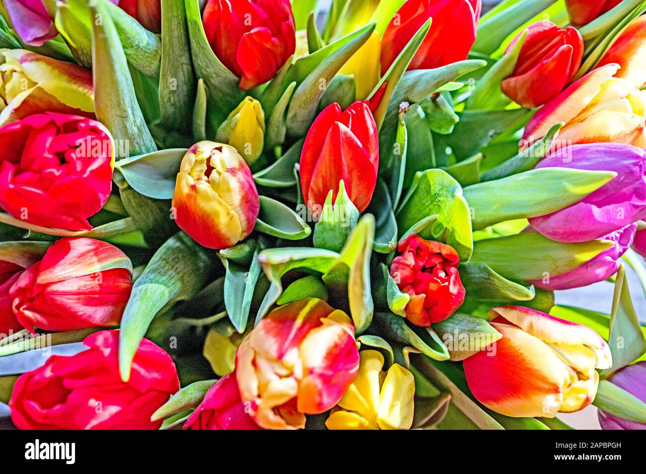 colourful bunch of tulips; Bunter Tulpenstrauß Stock Photo - Alamy