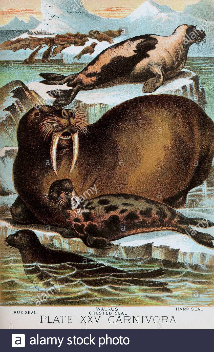 True seal, Walrus, Crested seal, Harp seal, vintage colour lithograph illustration from 1880 Stock Photo