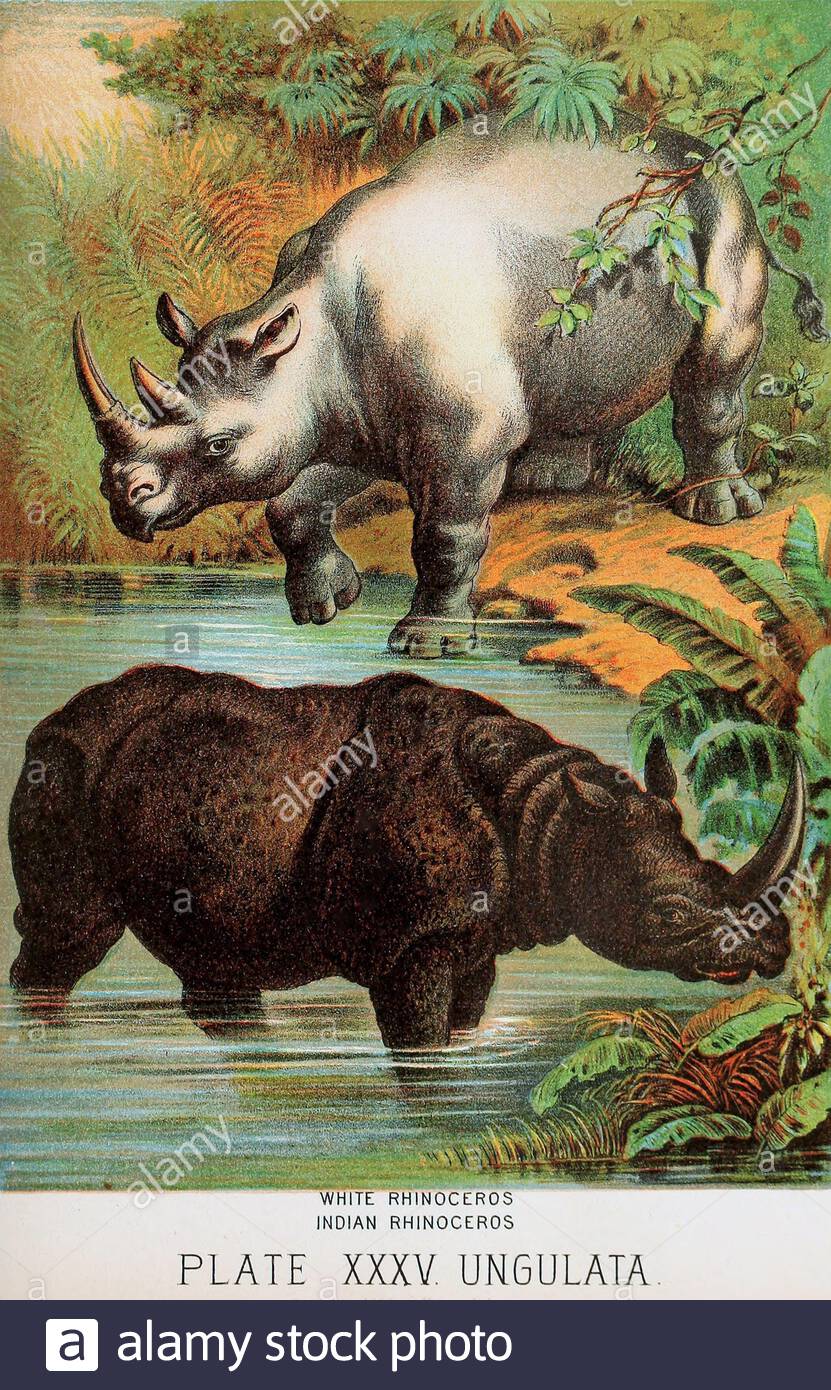 White Rhinoceros, Indian Rhinoceros, vintage colour lithograph illustration from 1880 Stock Photo