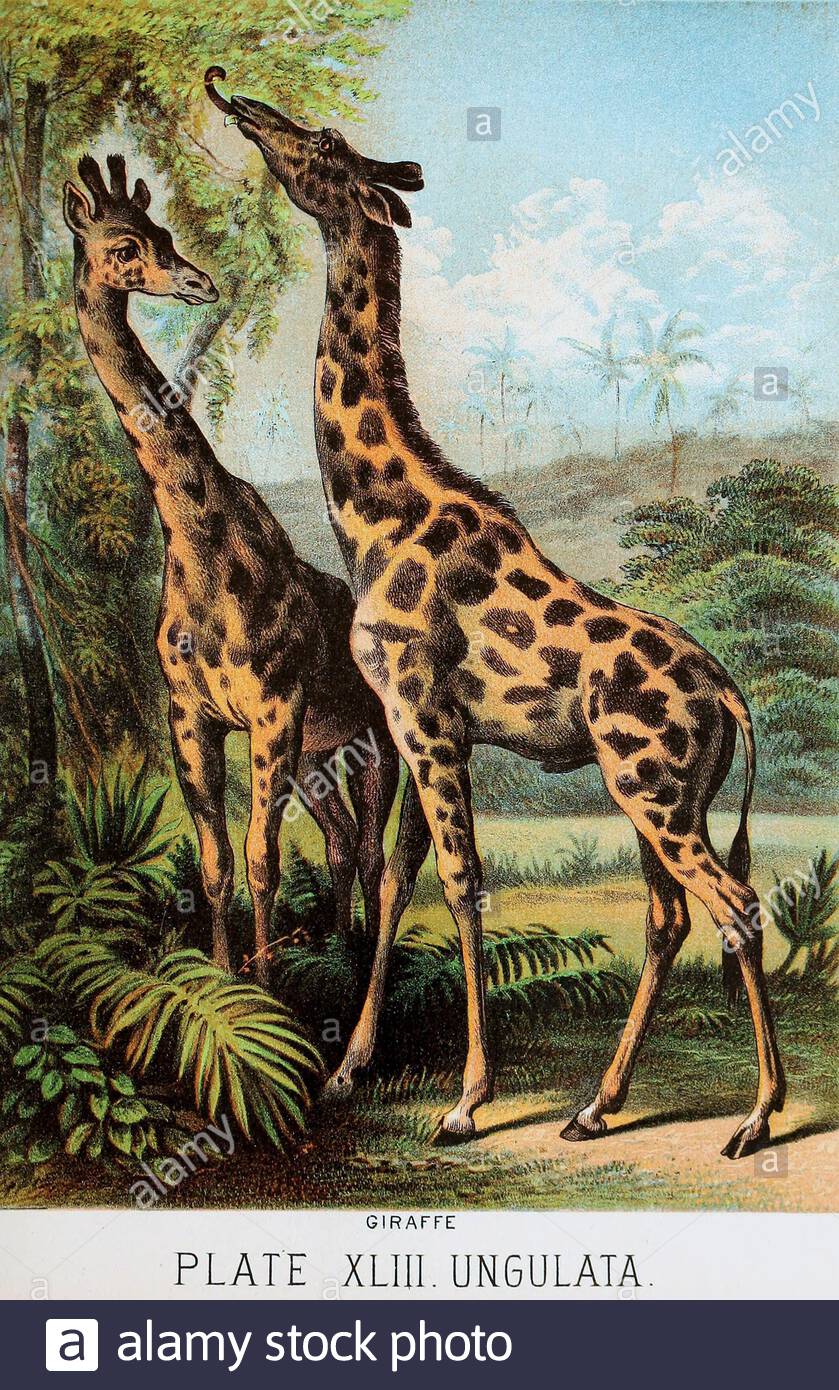 ロジァンコフスキー絵本ー「WILD  ANMALS  AT 」1935年 Richard Hess | Animal Kingdom, Zebra, Buffalo, Lion, Giraffe