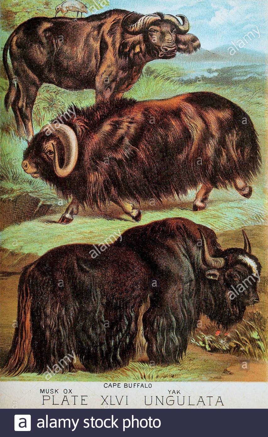 Musk ox, Cape Buffalo, Yak, vintage colour lithograph illustration from 1880 Stock Photo