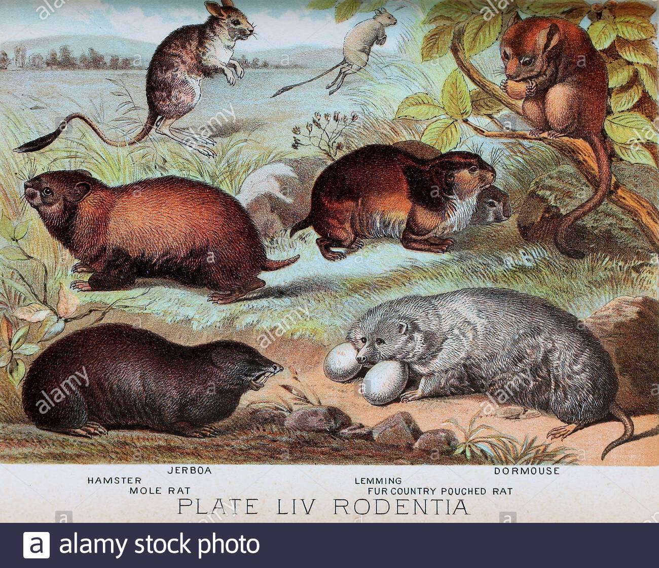 Jerboa, Hamster, Mole rat, Dormouse, Lemming, Fur country pouched rat, vintage colour lithograph illustration from 1880 Stock Photo
