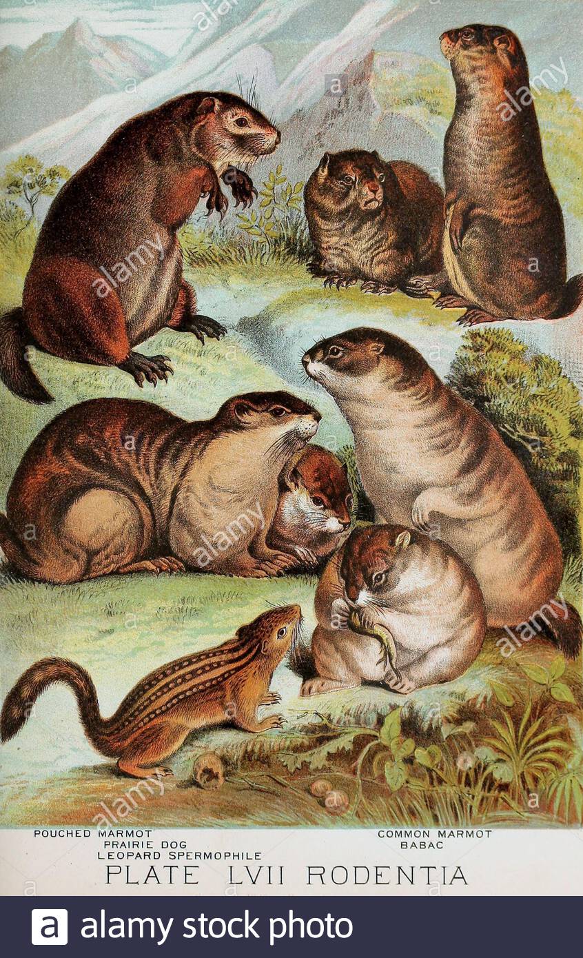 Pouched marmot, Prairie dog, Leopard spermophile(thirteen-lined ground squirrel), Common marmot, Babac, vintage colour lithograph illustration from 1880 Stock Photo
