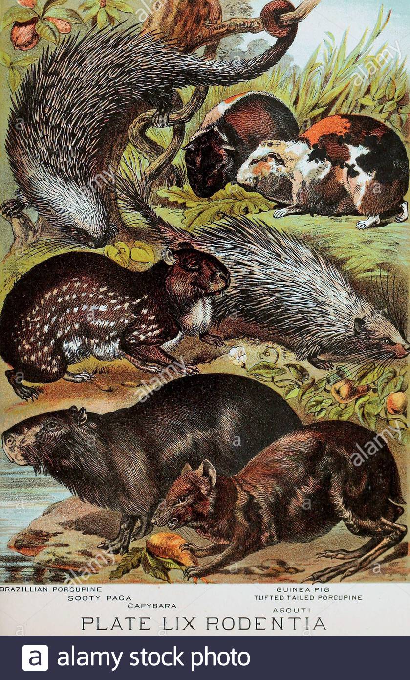 Brazilian porcupine, Sooty Paga, Capybara, Guinea pig, Tufted tailed