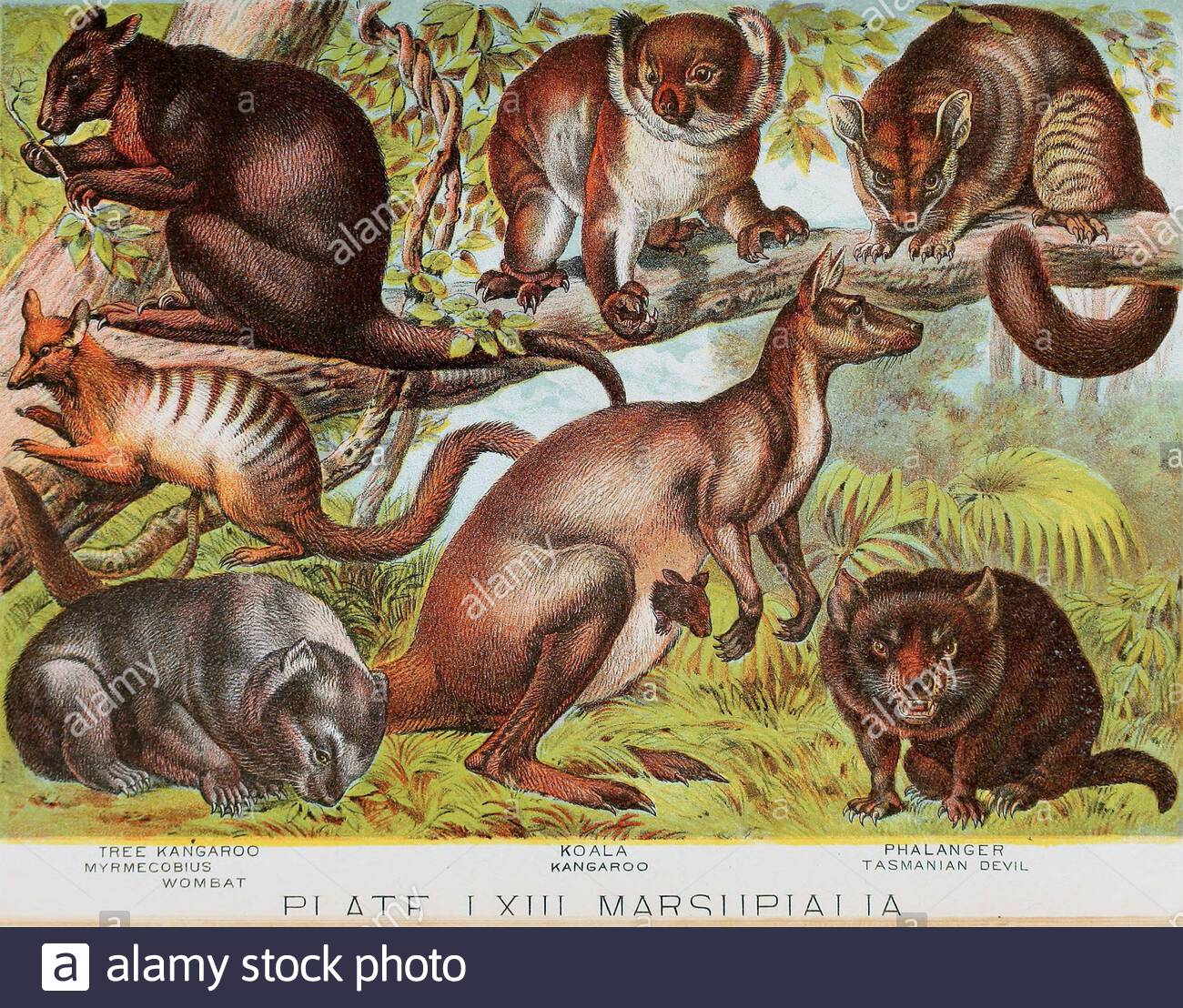 Tree Kangaroo, Myrmecobius(Numbat), Wombat, Koala, Kangaroo, Phalanger, Tasmanian Devil, vintage colour lithograph illustration from 1880 Stock Photo
