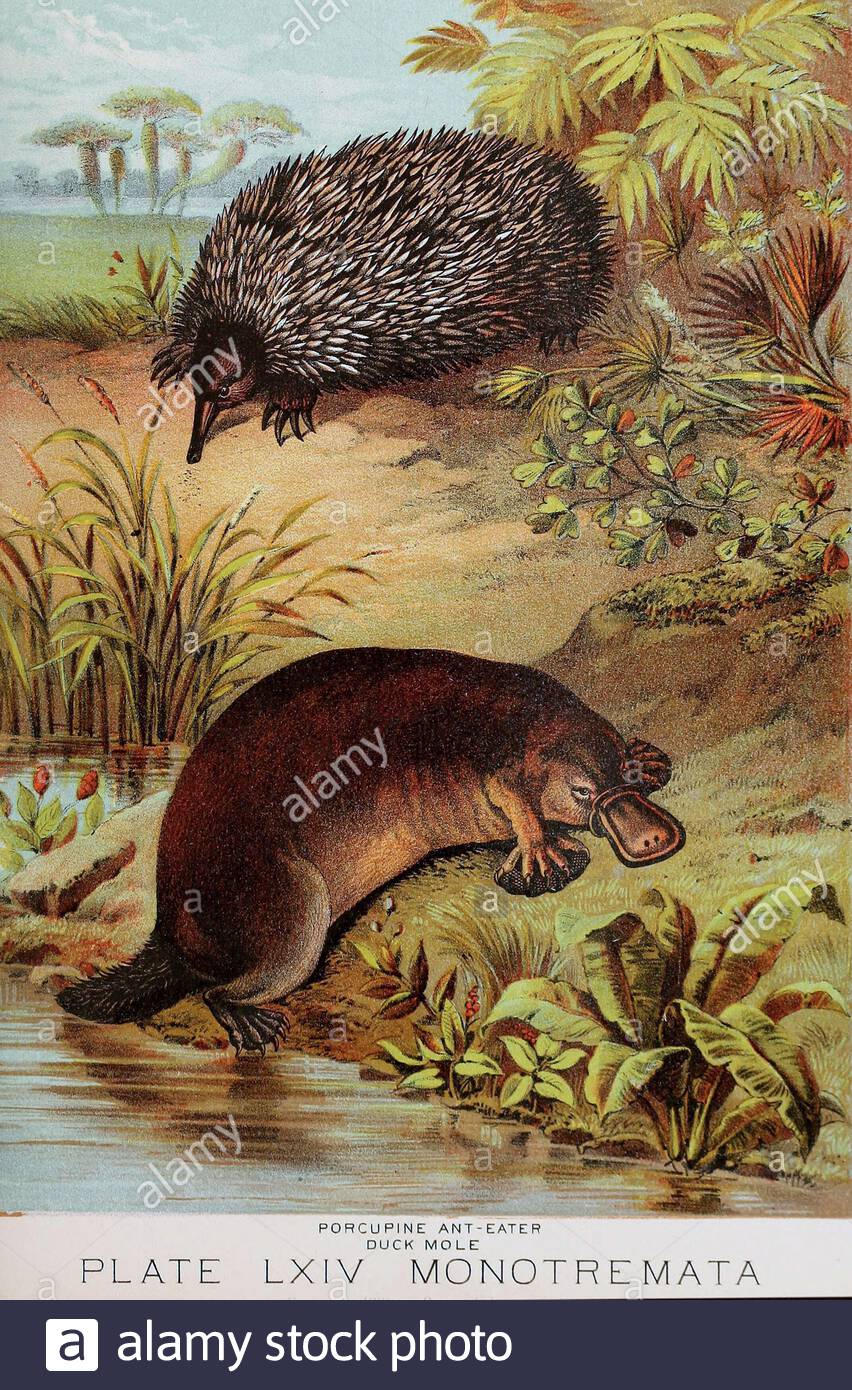 Porcupine anteater(Echidna) and Duckmole(platypus), vintage colour lithograph illustration from 1880 Stock Photo