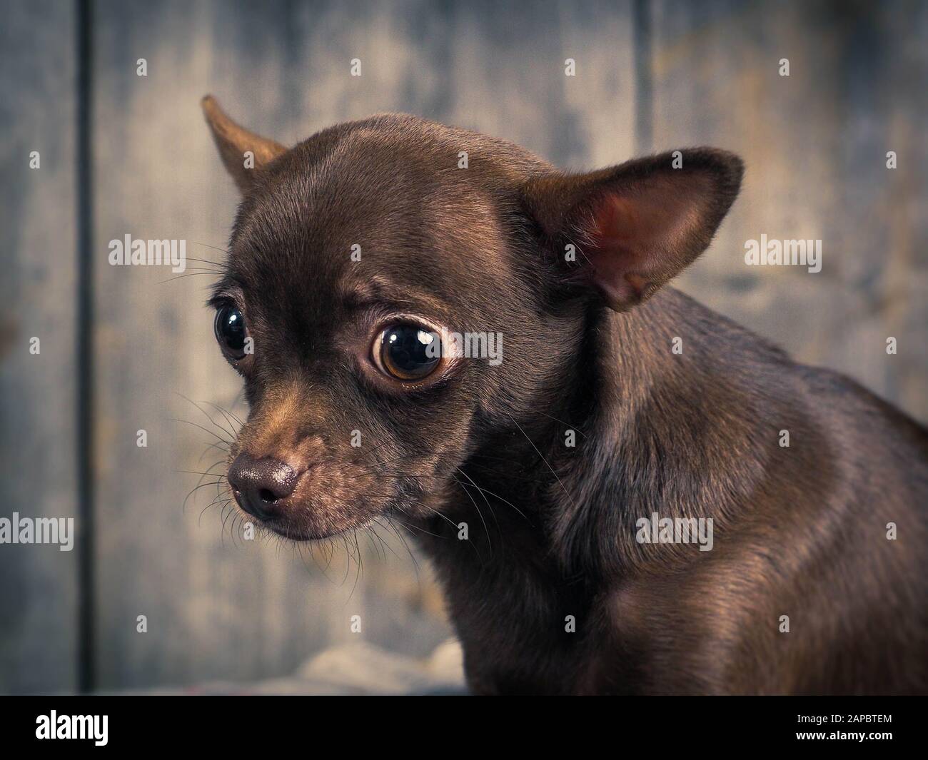 Chihuahua Scary High Resolution Stock Photography And Images Alamy Chihuahua Scary High Resolution Stock Photography And Images Alamy