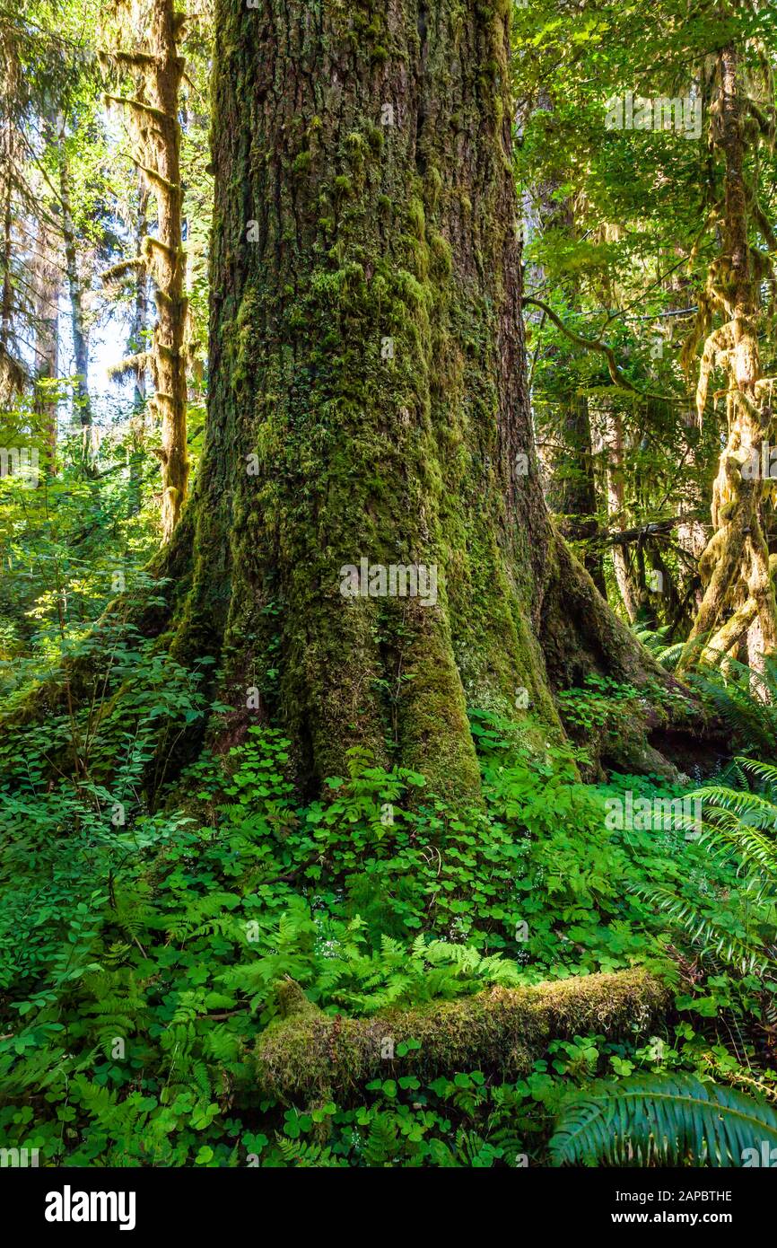A beautiful old tree trunk covered in moss and Oxalis, Hoh Rain Forest, Olympic National Park, Washington, USA. Stock Photo