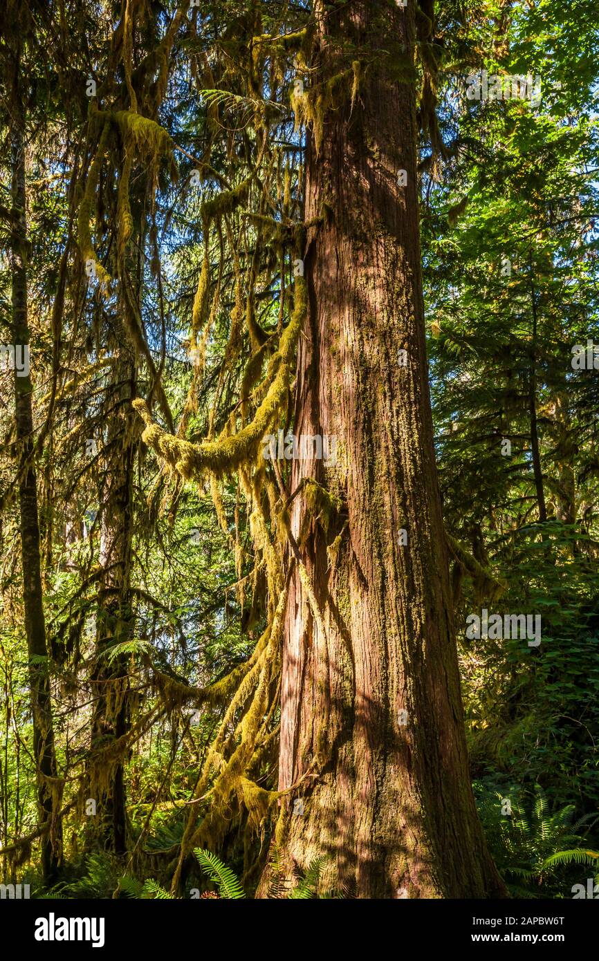 Early morning light sneaking through the trees to light up the moss covered Cedar tree, Olympic National Park, Hoh river trail, Washington, USA. Stock Photo