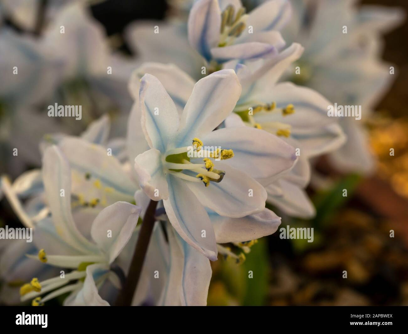 Closeup of a pretty white flowers of Scilla mischtschenkoana with white and blue petals and yellow pollen Stock Photo