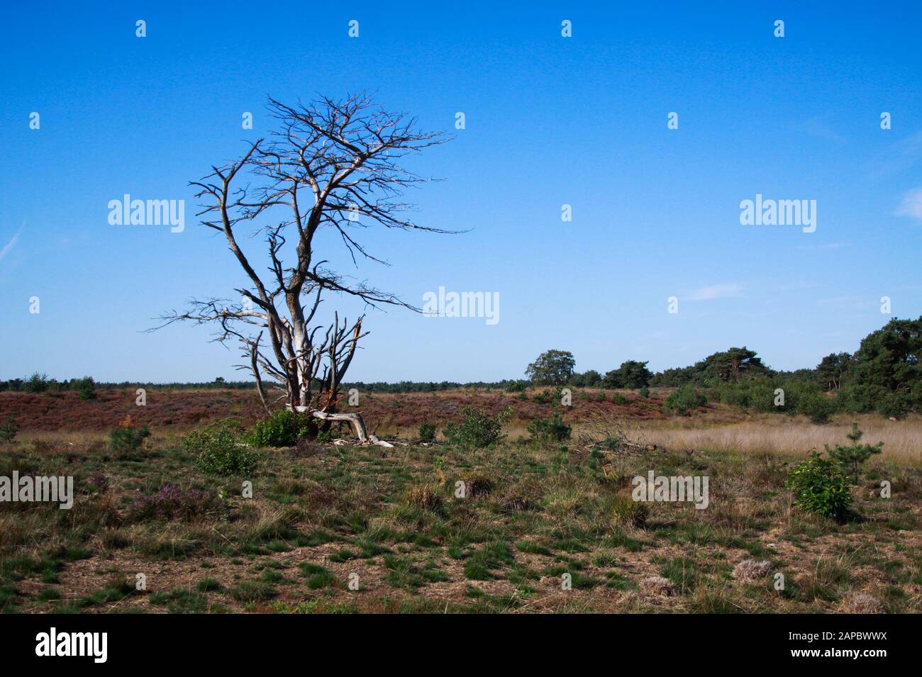 View over dry heath landscape with erica flowers and dead isolated tree ...