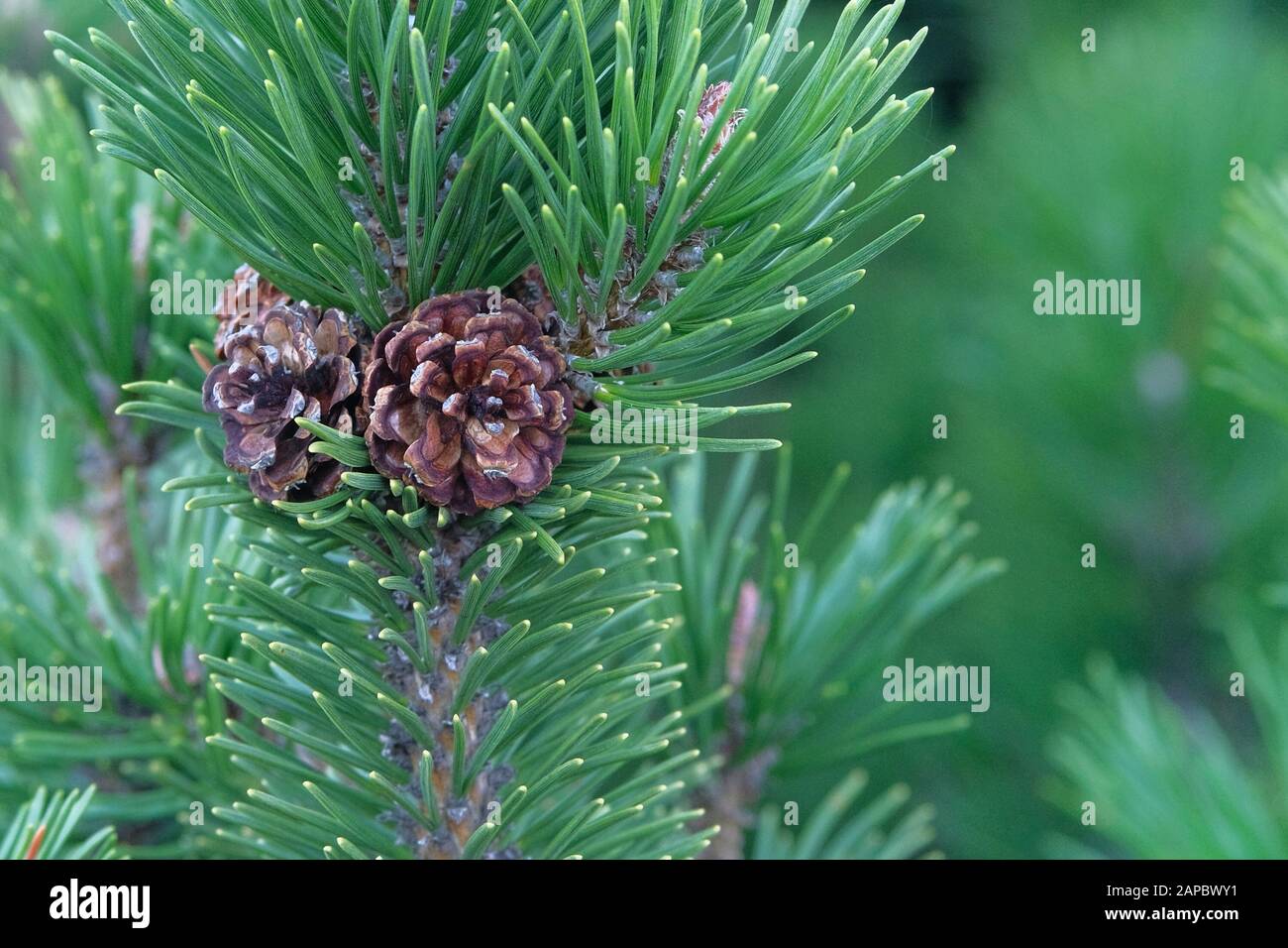 Green fresh fir branch with cones in forest on blurred background. Christmas tree branches. Stock Photo