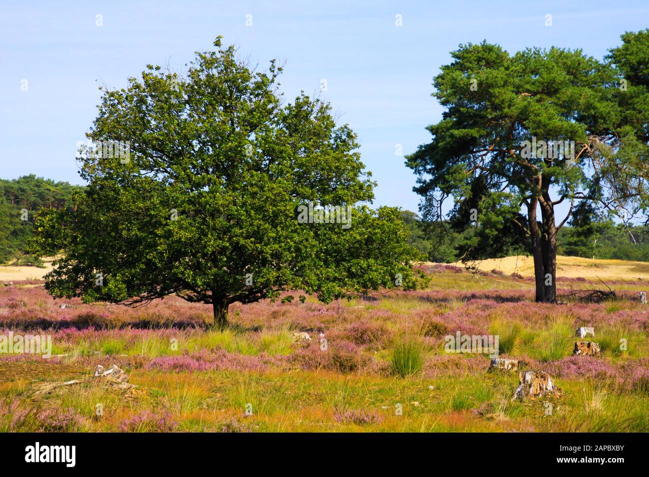View over green and purple heath field on isolated oak and scotch (scots, pinus sylvestris) pine conifer tree - Loonse und Drunense Duinen, Netherland Stock Photo