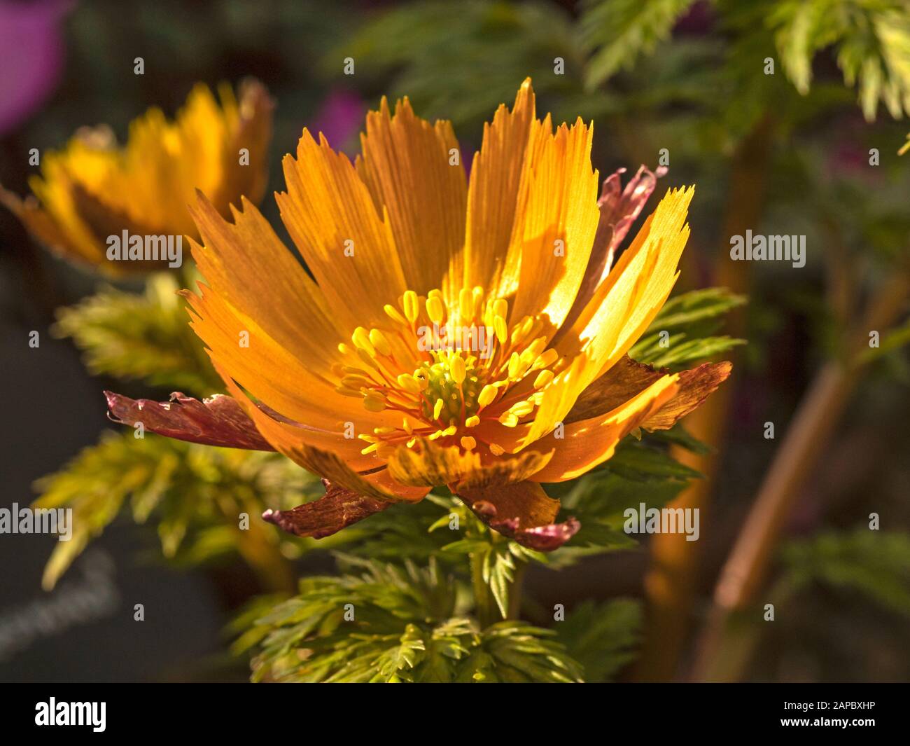 Bright yellow flower of Adonis amurensis Beni Nadeshiko just opening Stock Photo