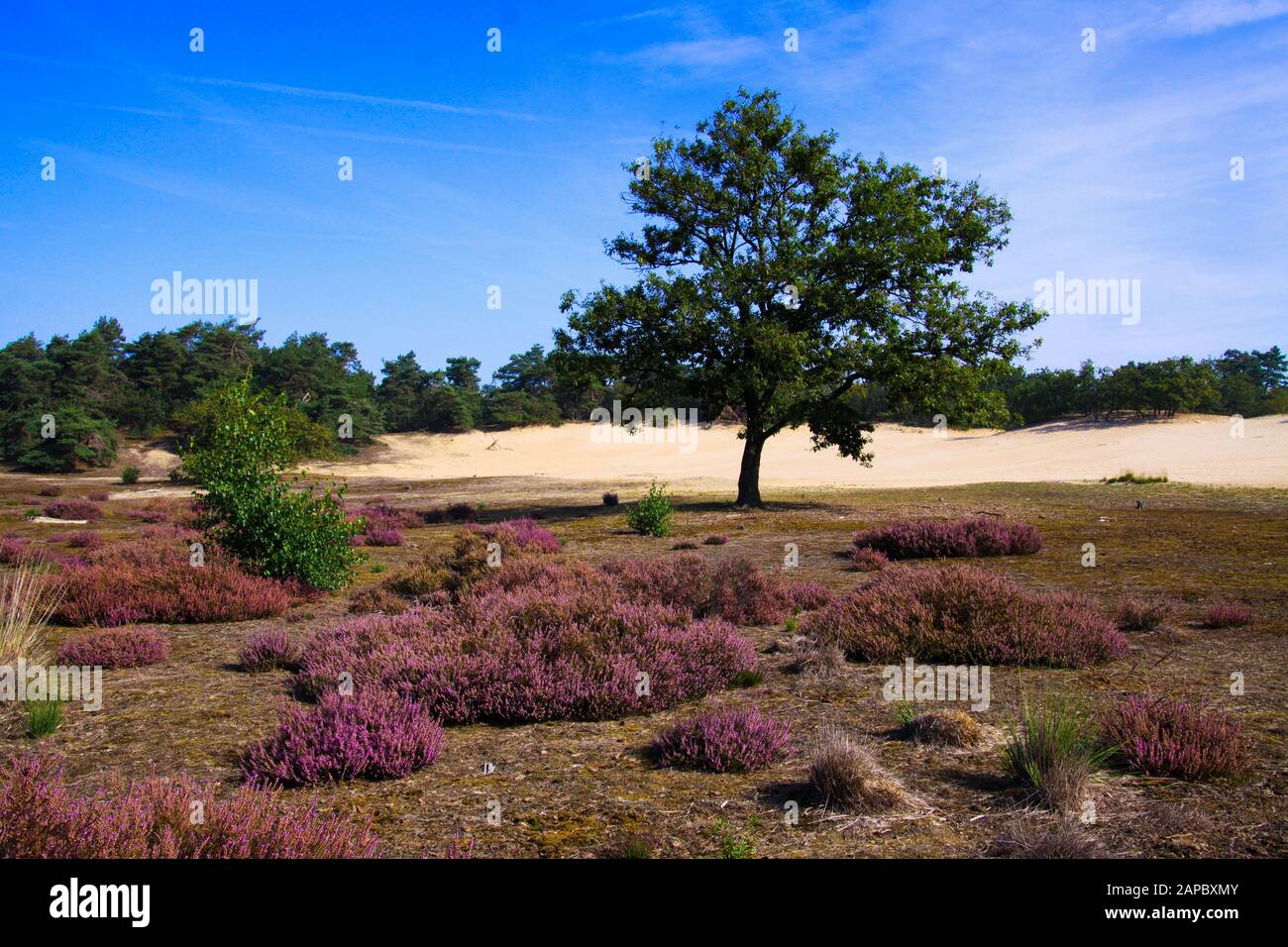 View over purple blooming heather erica flower bush on isolated oak tree with sand dunes, conifer forest background against blue sky - Loonse und Drun Stock Photo