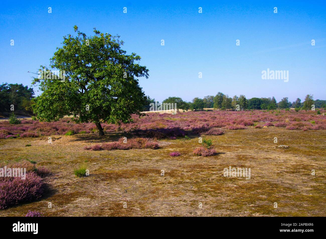 View over grass field with purple blooming heather erica flowers and isolated oak tree against blue sky - Loonse und Drunense Duinen, Netherlands Stock Photo