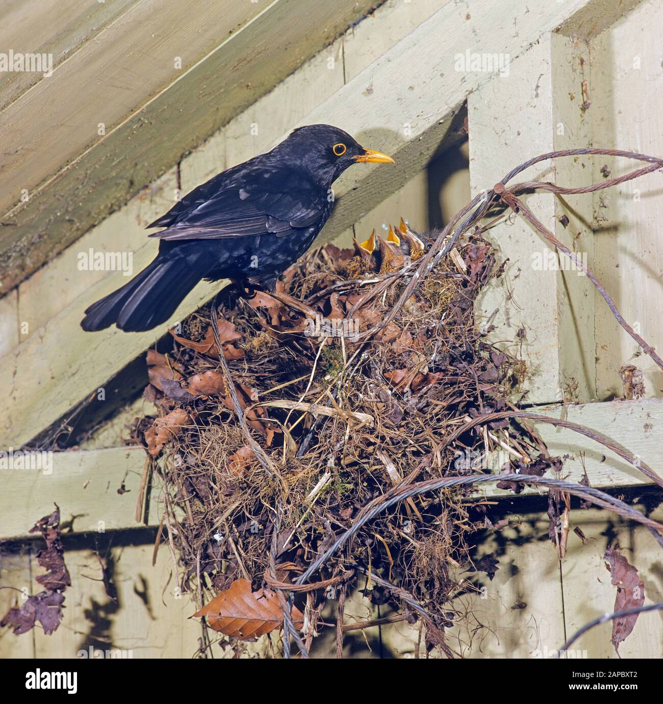 Robins nest, but nest also being visited by male blackbird who is also