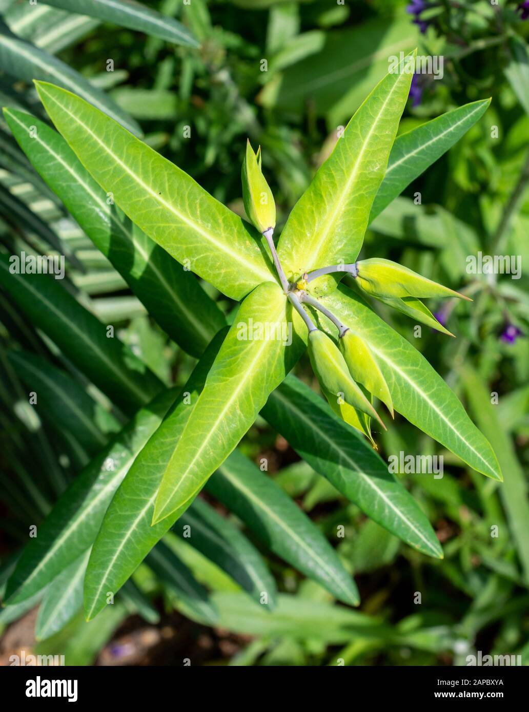 Caper spurge, Euphorbia lathyris, in spring Stock Photo Alamy